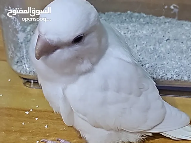 فروخ روز للبيع
