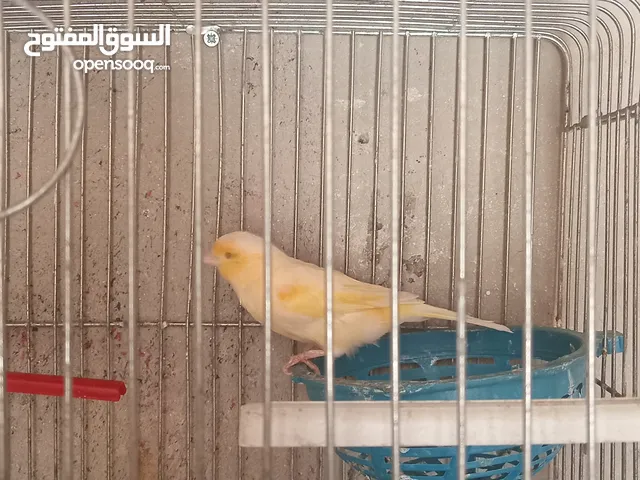 عصفير كناري