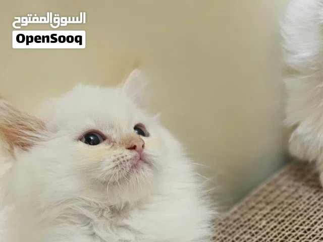 هملايا Himalay