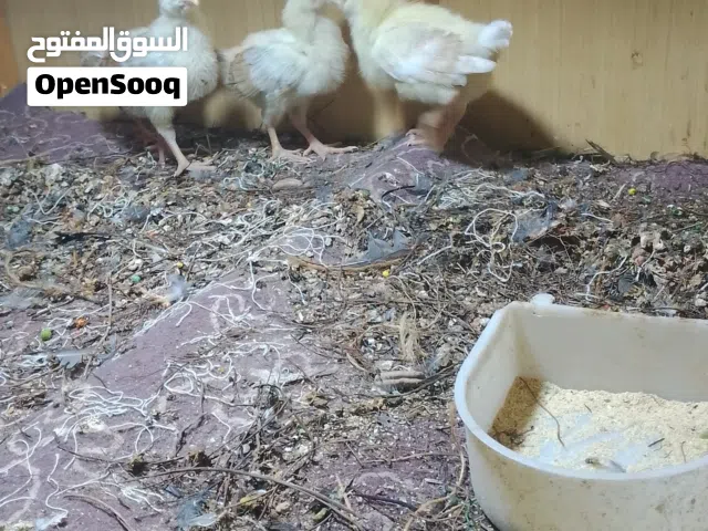افاخ دجاج كويتيات هاي أمهاتهن