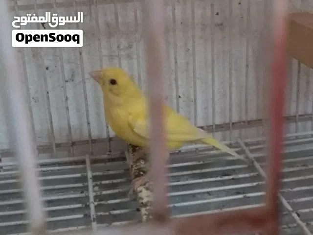 مخاليف كنار مشامشه وصفر وملطش عدد 5 الحبه على تسعه والكوم نهايته على سبعات نهايته