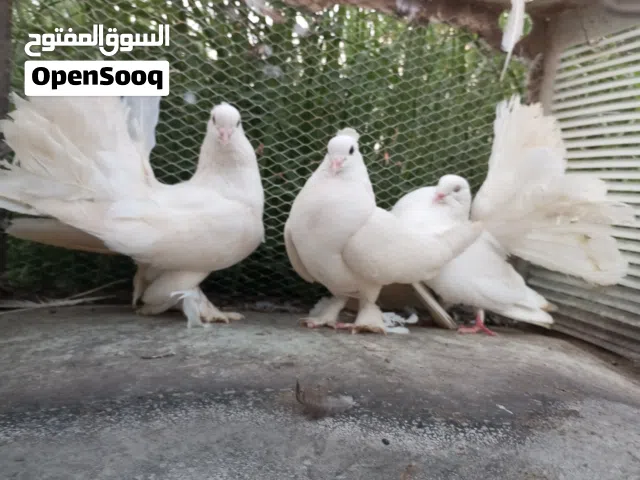حمام حقم منوع