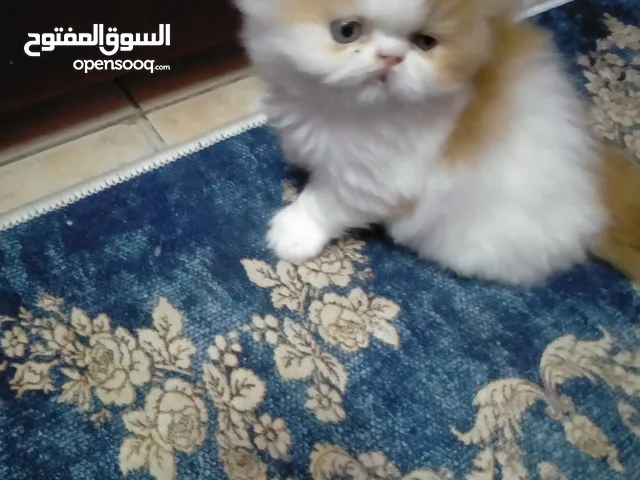 متاح ولدين باندا بلاك وايت بيكى زراروبنت ريد وايت متعودين على لتر بوكس وأكل البيت
