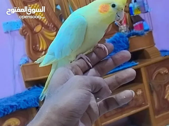 أقره الوصف مراوس حسب القناعه
