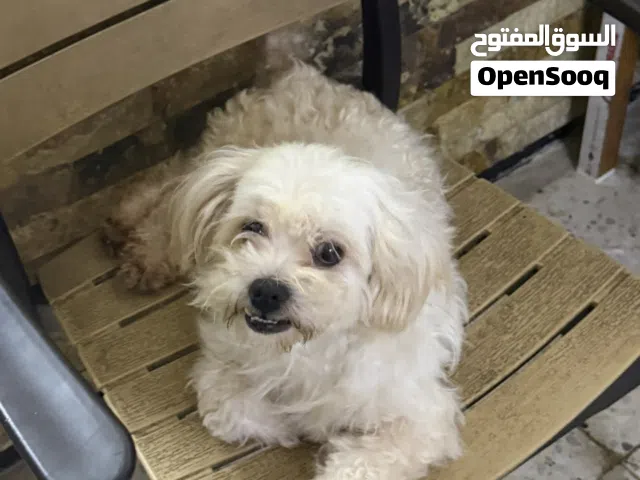 كلاب زينة للبيع