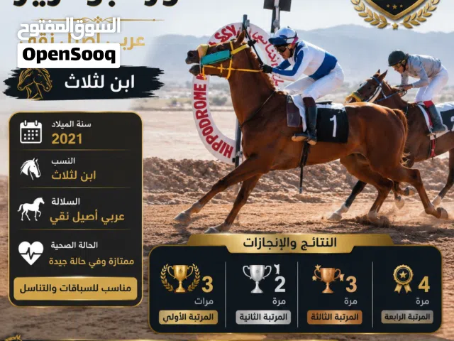حصان عربي أصبل