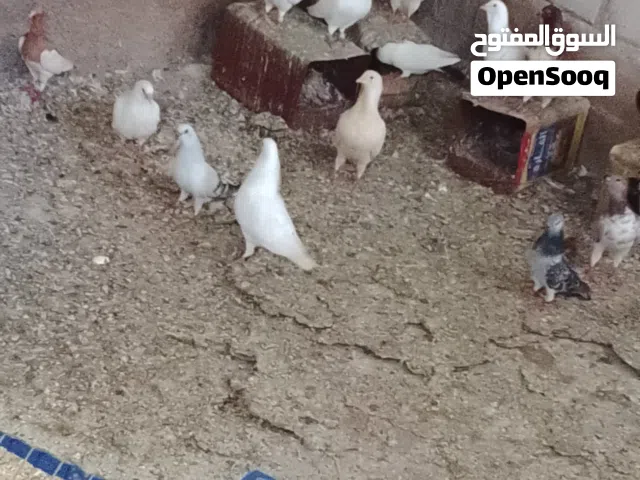 انواع مختلف من الحمام