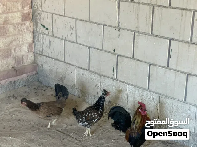 للبيع دجاج عربي ديج و دجاجتين اعمارهم 8شهور