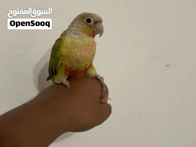 كنيور أناناس ربوه