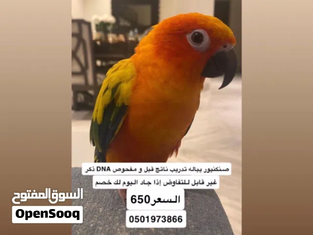 صن كنيور ذكر ناتج قبل فتره عمره حالياً سنة افضل سن لتدريب الصن كنيور لانه يكون فاهم حركات صاحبه