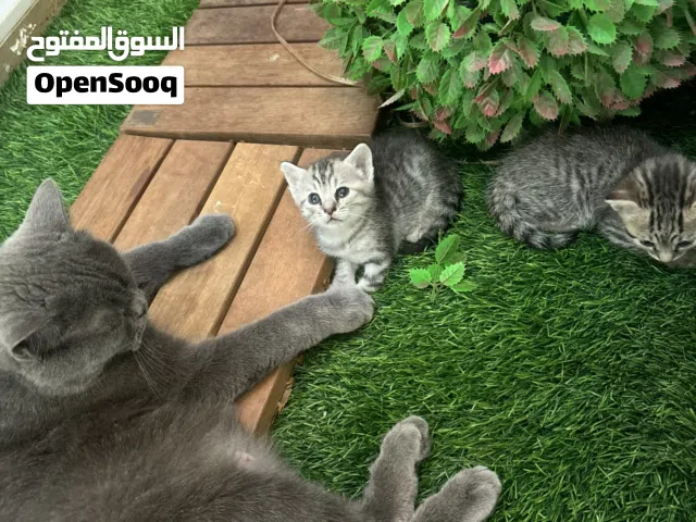 قطة سكوتش لطيفة
