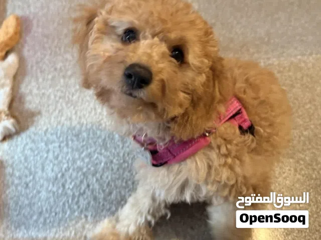 جرو الي معه نفسه يتواصل معي