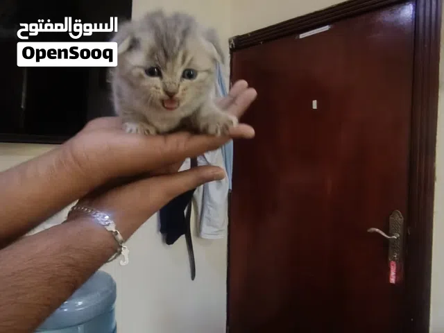 Kitten for sale only.Scottish and Persian pure mix bread.