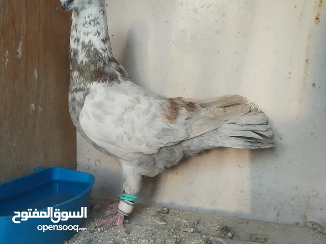 جوز كشكي اصفر طيره عجمية فحل هومر جوز مسكي