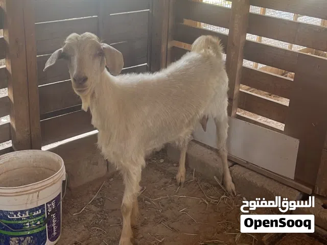 للبيع شاه من حلال لجواميد