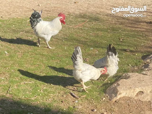 ديك وفرخة لايت ساسكس للبيع