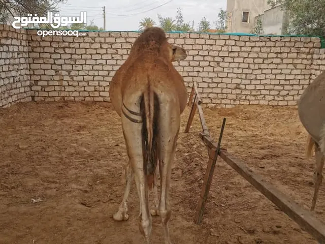 قعدان أضاحي ربي يبارك بسم الله ماشاء الله قعدان أضاحي السن.....( تنايا ) العنوان /.... الزا