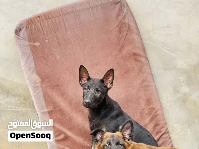 كلاب شراسه فدم