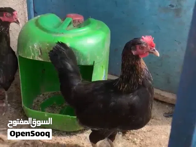 دجاجات سود عرب بياضات