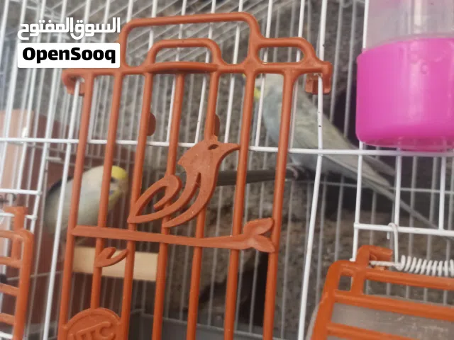 كوبيا رينبو