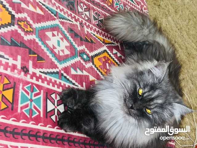 قط شرازي الله يبارك درجه اوله