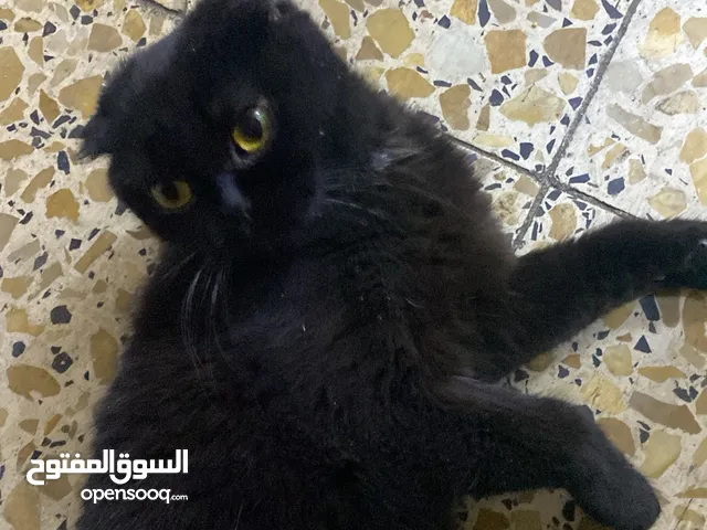 قطه سكوتش فولد للبيع