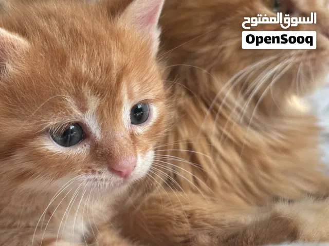 قطه شيرازيه (الأم) مع ولدها الصغير للبيع ، اقرأ الوصف تحت للتفاصيل