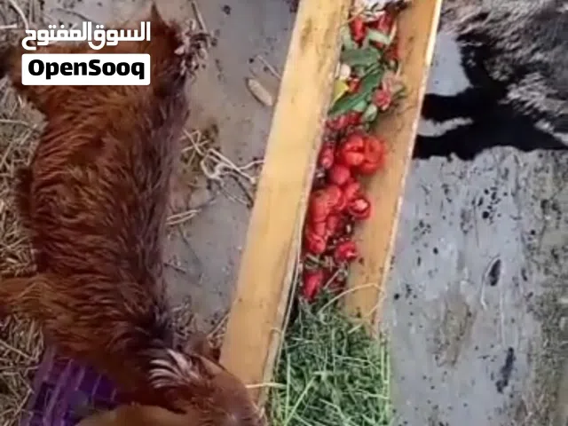 عنز عدد اثنين وجدي للبيع