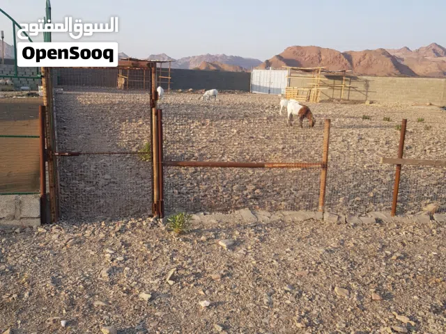 ايجار مزرعة شهري 150 ريال جحلوت العامرات