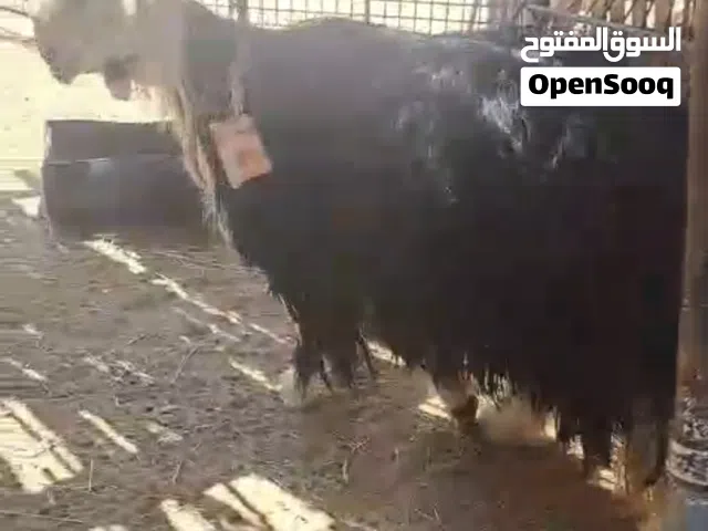كبش نجدي راهي كبير