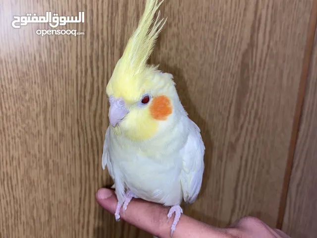 زوج كوكتيل اليفات و شغالات
