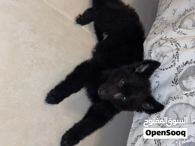 جيرمن بلاك جاك للبيع