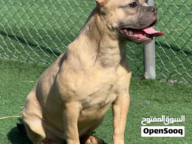 أنثى بيتبول للبيع