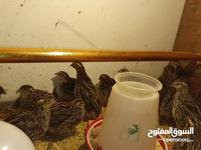 طيور السمان