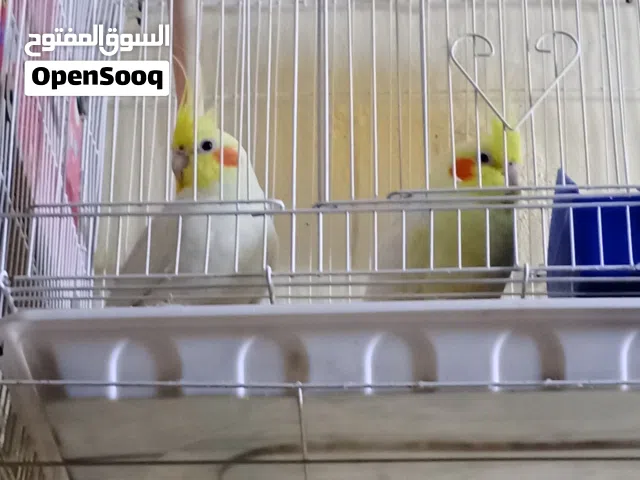 كوكتيل البيع زوج وحشيات بدون قفص