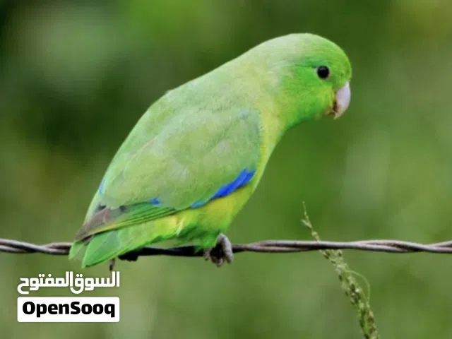 مطلوب باروتليت