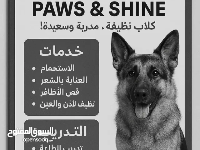 خدمات للكلاب dog services