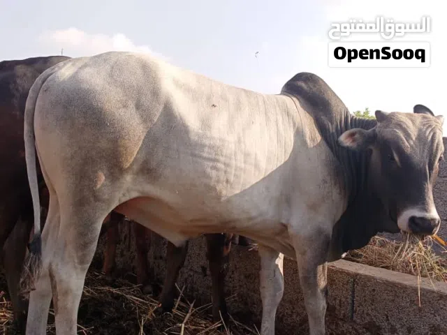 ابقار للبيع