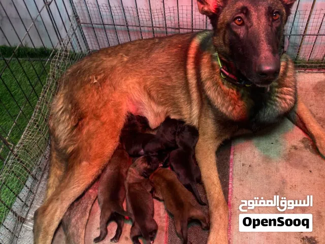 مالينوا الأم مع الجراوي