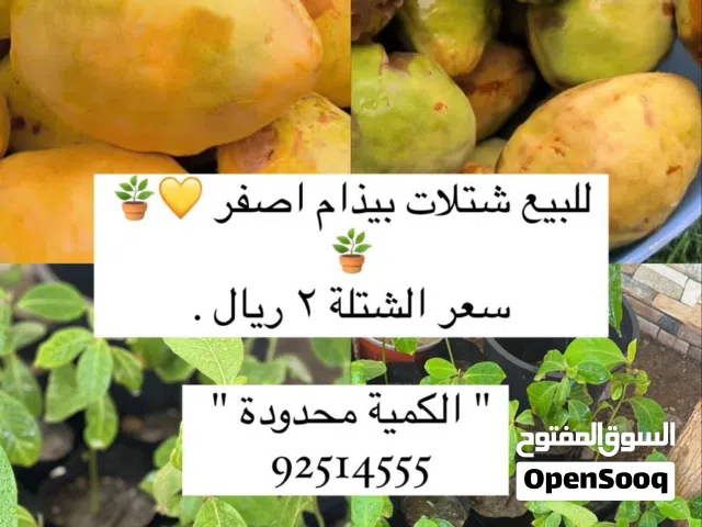 بيذام اصفر
