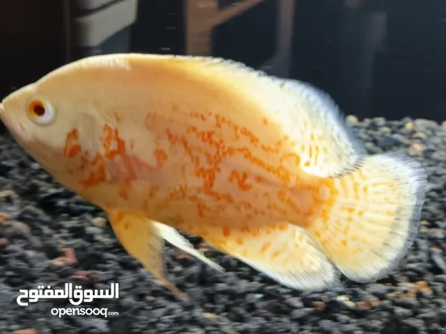 سمك زينة مفترس للبيع (كوم كامل أو نص الكوم)