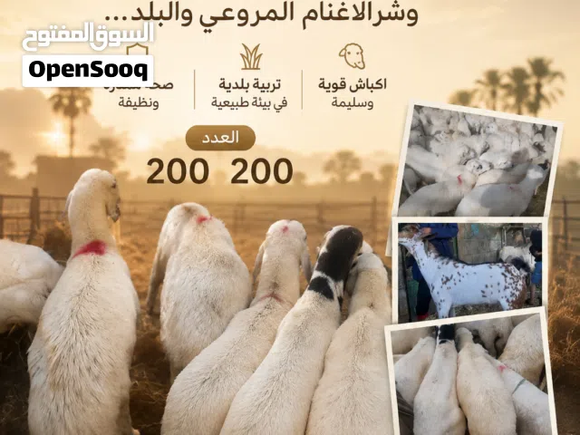 اكباش للبيع بلدي وشر الاغنام المراعي بلدي بصحه ممتازه وجوده مضمونه مناسبه للذبح والمناسبات