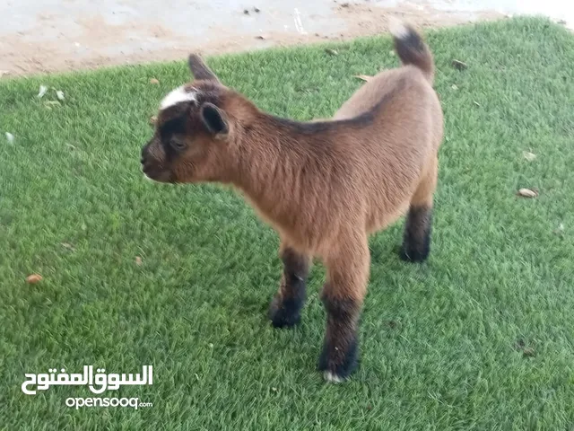 للبيع الماعز القزم ذكر