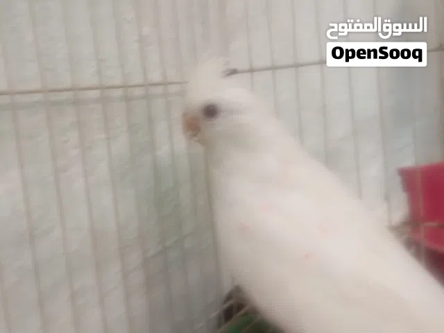 كوكتيل كوكتيل