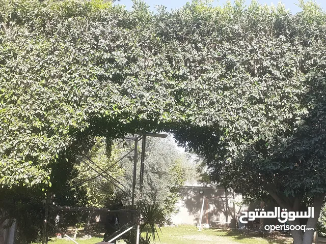 يوجد خدمات قص وتنظيف الاشجار والنخل داخل طرابلس مع توفر العمال والنقل حسب طلب ..