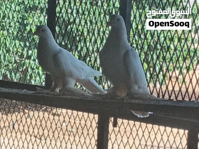 حمام شقلاب
