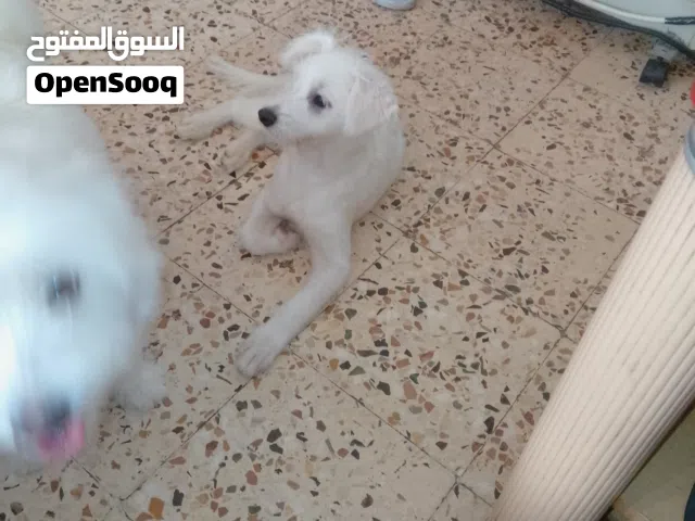 كلاب سام رايت وفرنسي الدب