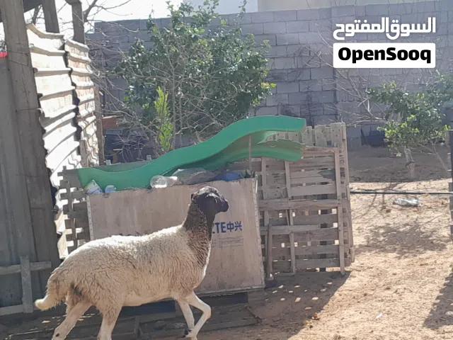 فطيمه وطنيه الله يبارك امها توميه   عشره مقربه علي ميلاد ضرعها نازل تبي اقل من شهر محصنه وسليمه .