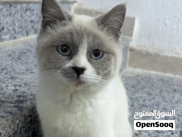 قطة سكوتش للبيع