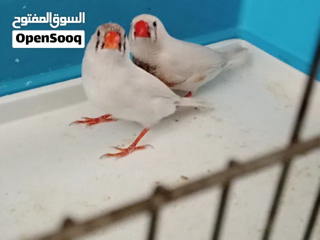 جوز جنه شغاله 100%للبيع بسعر حرق 5دنانير